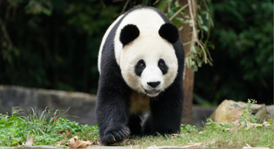 Chengdu